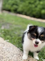 3, a female Pomeranian and Yorkshire Terrier for sale in Port Saint Lucie, FL – Photo 2 of 10