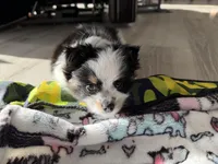 3, a female Pomeranian and Yorkshire Terrier for sale in Port Saint Lucie, FL – Photo 10 of 10