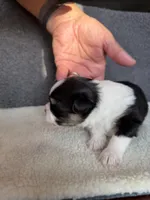 3, a female Yorkshire Terrier for sale in Port Saint Lucie, FL – Photo 1 of 10