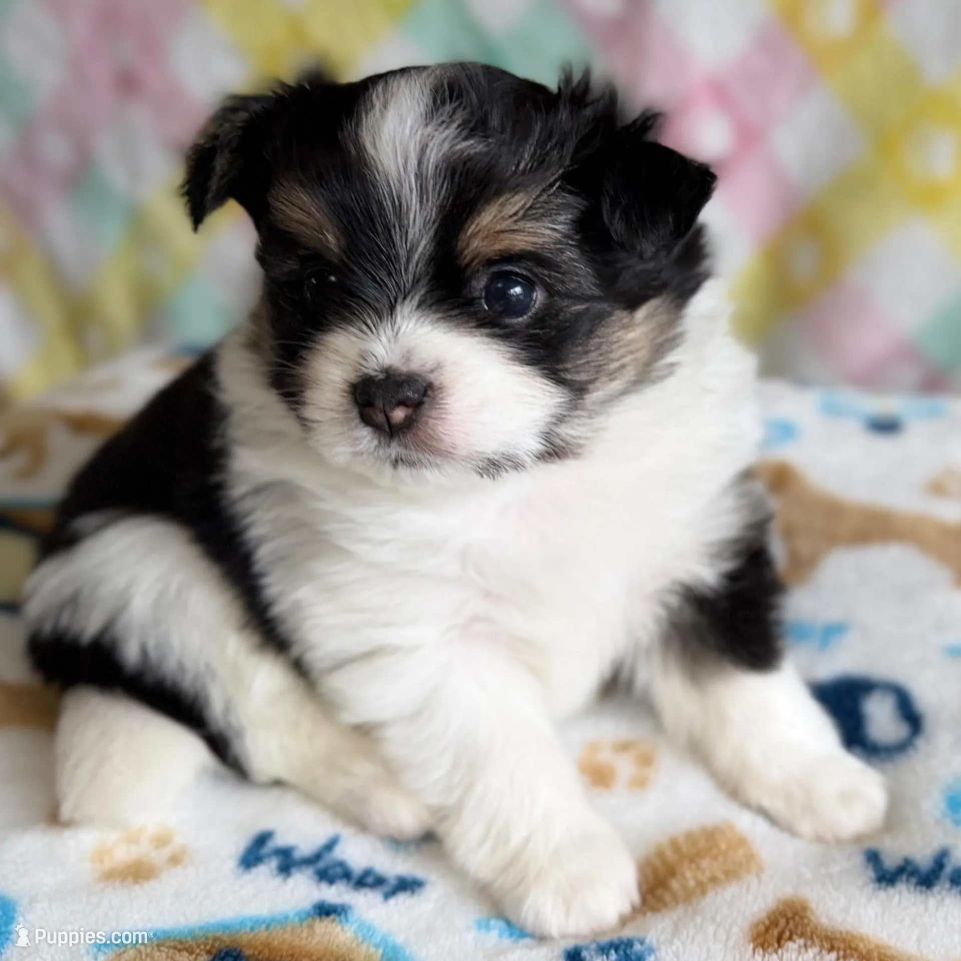 3 – Pomeranian, Yorkshire Terrier puppy for sale in Port Saint Lucie, FL