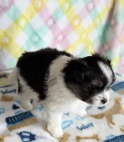 3, a female Pomeranian and Yorkshire Terrier for sale in Port Saint Lucie, FL – Photo 7 of 10