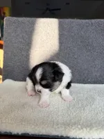 3, a female Yorkshire Terrier for sale in Port Saint Lucie, FL – Photo 6 of 10