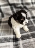 3, a female Pomeranian and Yorkshire Terrier for sale in Port Saint Lucie, FL – Photo 4 of 10