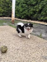 3, a female Pomeranian and Yorkshire Terrier for sale in Port Saint Lucie, FL – Photo 6 of 10