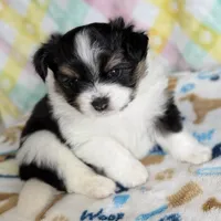 3, a female Pomeranian and Yorkshire Terrier for sale in Port Saint Lucie, FL – Photo 5 of 10