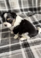 3, a female Pomeranian and Yorkshire Terrier for sale in Port Saint Lucie, FL – Photo 7 of 10