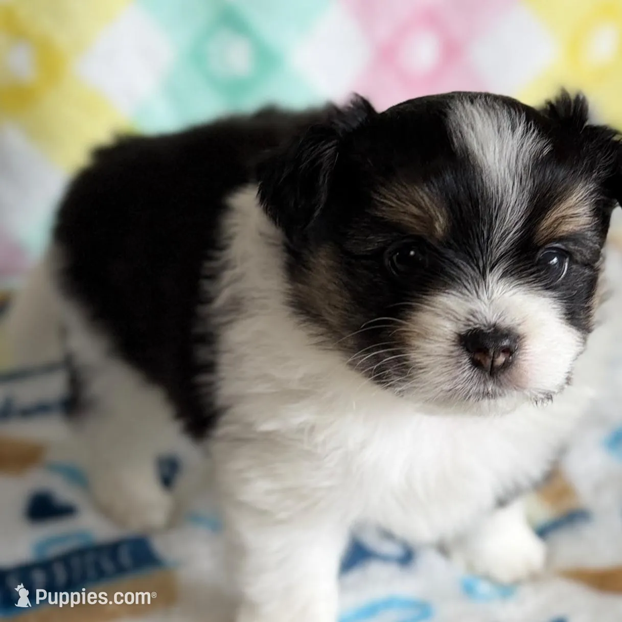 3, a female Pomeranian and Yorkshire Terrier for sale in Port Saint Lucie, FL – Photo 2 of 10