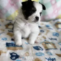 4, a male Pomeranian and Yorkshire Terrier for sale in Port Saint Lucie, FL – Photo 6 of 10