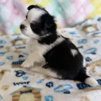 4, a male Pomeranian and Yorkshire Terrier for sale in Port Saint Lucie, FL – Photo 8 of 10