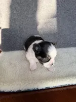 4, a female Yorkshire Terrier for sale in Port Saint Lucie, FL – Photo 2 of 7