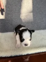 4, a female Yorkshire Terrier for sale in Port Saint Lucie, FL – Photo 1 of 7