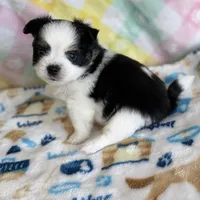 4, a male Pomeranian and Yorkshire Terrier for sale in Port Saint Lucie, FL – Photo 3 of 10