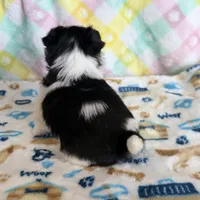 4, a male Pomeranian and Yorkshire Terrier for sale in Port Saint Lucie, FL – Photo 10 of 10