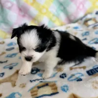 4, a male Pomeranian and Yorkshire Terrier for sale in Port Saint Lucie, FL – Photo 5 of 10