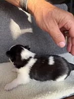 4, a female Yorkshire Terrier for sale in Port Saint Lucie, FL – Photo 5 of 7