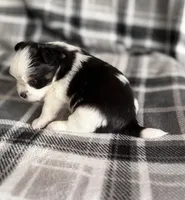 4, a male Pomeranian and Yorkshire Terrier for sale in Port Saint Lucie, FL – Photo 10 of 10