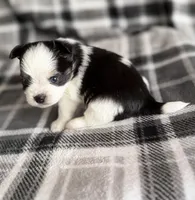 4, a male Pomeranian and Yorkshire Terrier for sale in Port Saint Lucie, FL – Photo 9 of 10