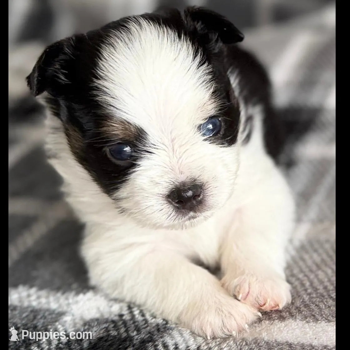 4, a male Pomeranian and Yorkshire Terrier for sale in Port Saint Lucie, FL – Photo 1 of 10