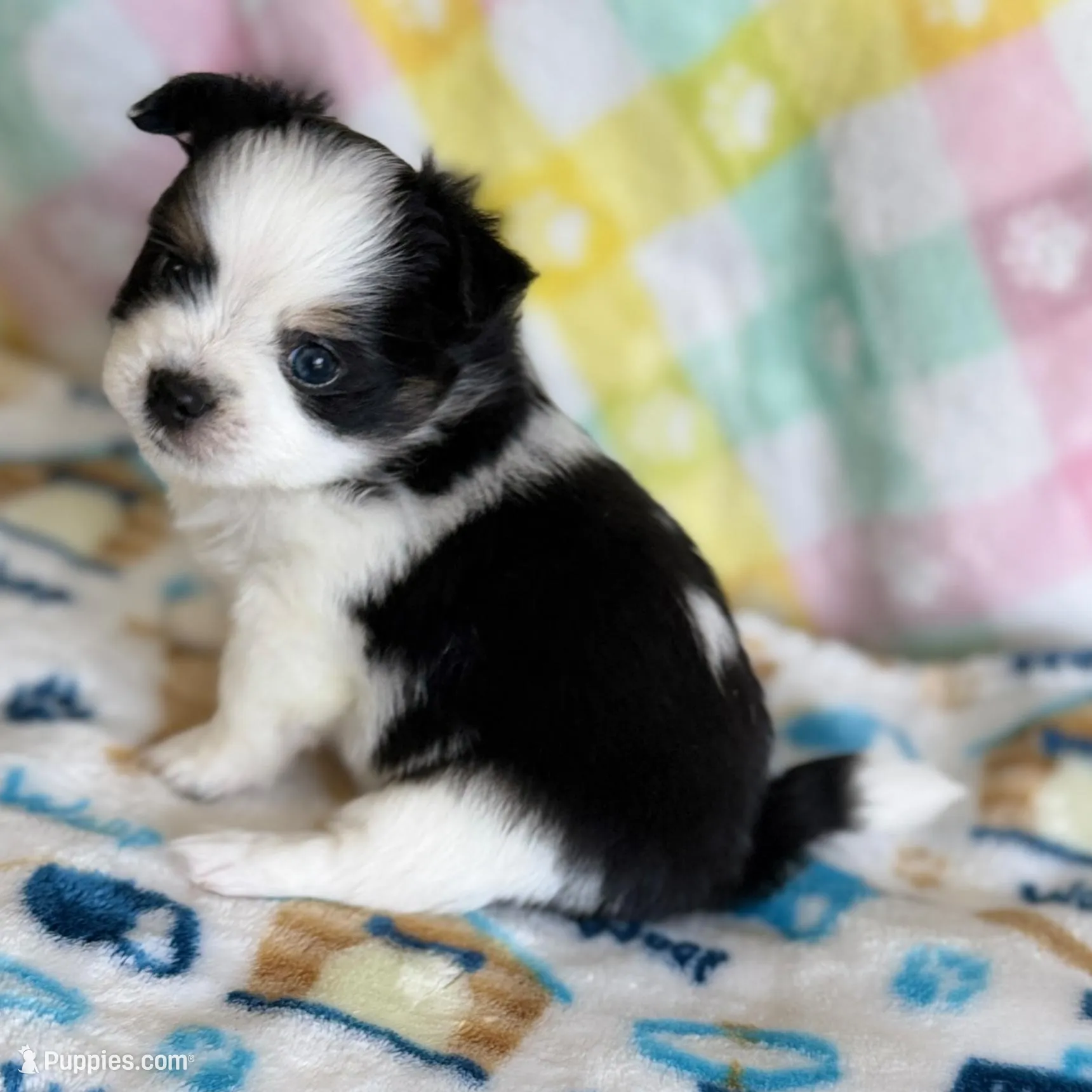 4, a male Pomeranian and Yorkshire Terrier for sale in Port Saint Lucie, FL – Photo 4 of 10