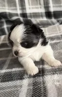 4, a male Pomeranian and Yorkshire Terrier for sale in Port Saint Lucie, FL – Photo 8 of 10