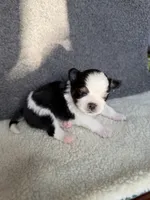 4, a female Yorkshire Terrier for sale in Port Saint Lucie, FL – Photo 3 of 7