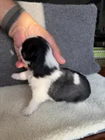 4, a female Yorkshire Terrier for sale in Port Saint Lucie, FL – Photo 6 of 7