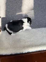 4, a female Yorkshire Terrier for sale in Port Saint Lucie, FL – Photo 7 of 7