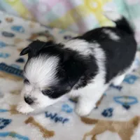 4, a male Pomeranian and Yorkshire Terrier for sale in Port Saint Lucie, FL – Photo 2 of 10