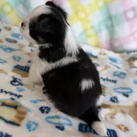 4, a male Pomeranian and Yorkshire Terrier for sale in Port Saint Lucie, FL – Photo 7 of 10