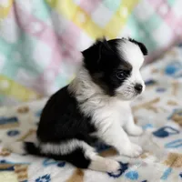 4, a male Pomeranian and Yorkshire Terrier for sale in Port Saint Lucie, FL – Photo 9 of 10