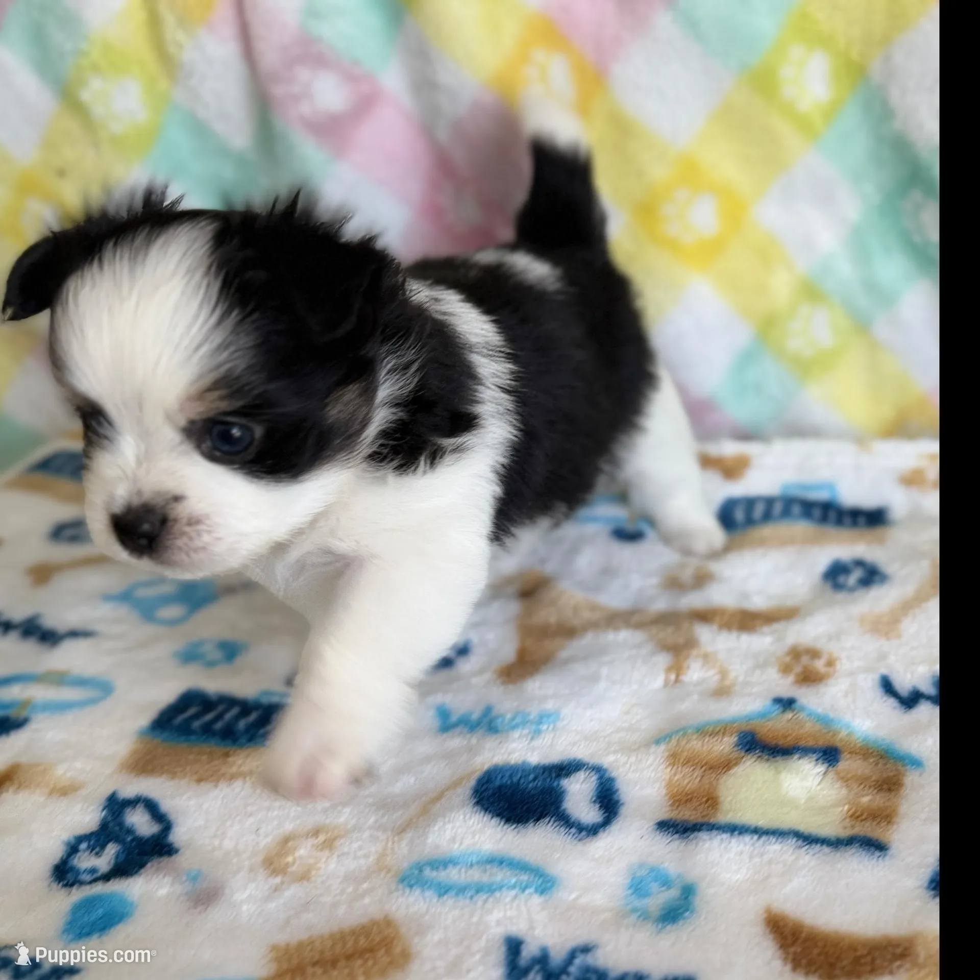 4 – Pomeranian, Yorkshire Terrier puppy for sale in Port Saint Lucie, FL