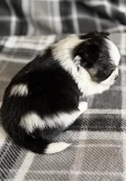 4, a male Pomeranian and Yorkshire Terrier for sale in Port Saint Lucie, FL – Photo 7 of 10