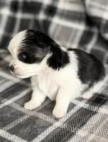 4, a male Pomeranian and Yorkshire Terrier for sale in Port Saint Lucie, FL – Photo 3 of 10