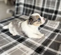 1, a male Pomeranian and Yorkshire Terrier for sale in Port Saint Lucie, FL – Photo 10 of 10