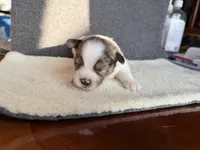 1, a male Yorkshire Terrier for sale in Port Saint Lucie, FL – Photo 3 of 6