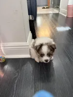 1, a male Pomeranian and Yorkshire Terrier for sale in Port Saint Lucie, FL – Photo 10 of 10