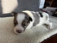 1, a male Yorkshire Terrier for sale in Port Saint Lucie, FL – Photo 2 of 6