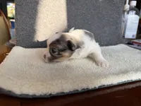 1, a male Yorkshire Terrier for sale in Port Saint Lucie, FL – Photo 4 of 6