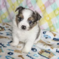 1, a male Pomeranian and Yorkshire Terrier for sale in Port Saint Lucie, FL – Photo 3 of 10