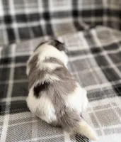 1, a male Pomeranian and Yorkshire Terrier for sale in Port Saint Lucie, FL – Photo 3 of 10