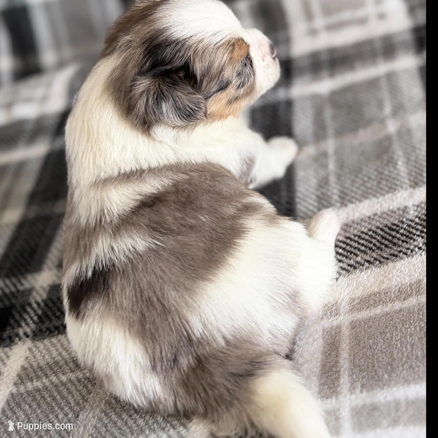 1, a male Pomeranian and Yorkshire Terrier for sale in Port Saint Lucie, FL – Photo 5 of 10