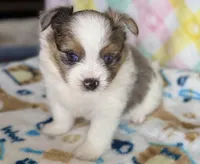 1, a male Pomeranian and Yorkshire Terrier for sale in Port Saint Lucie, FL – Photo 2 of 10