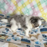 1, a male Pomeranian and Yorkshire Terrier for sale in Port Saint Lucie, FL – Photo 10 of 10