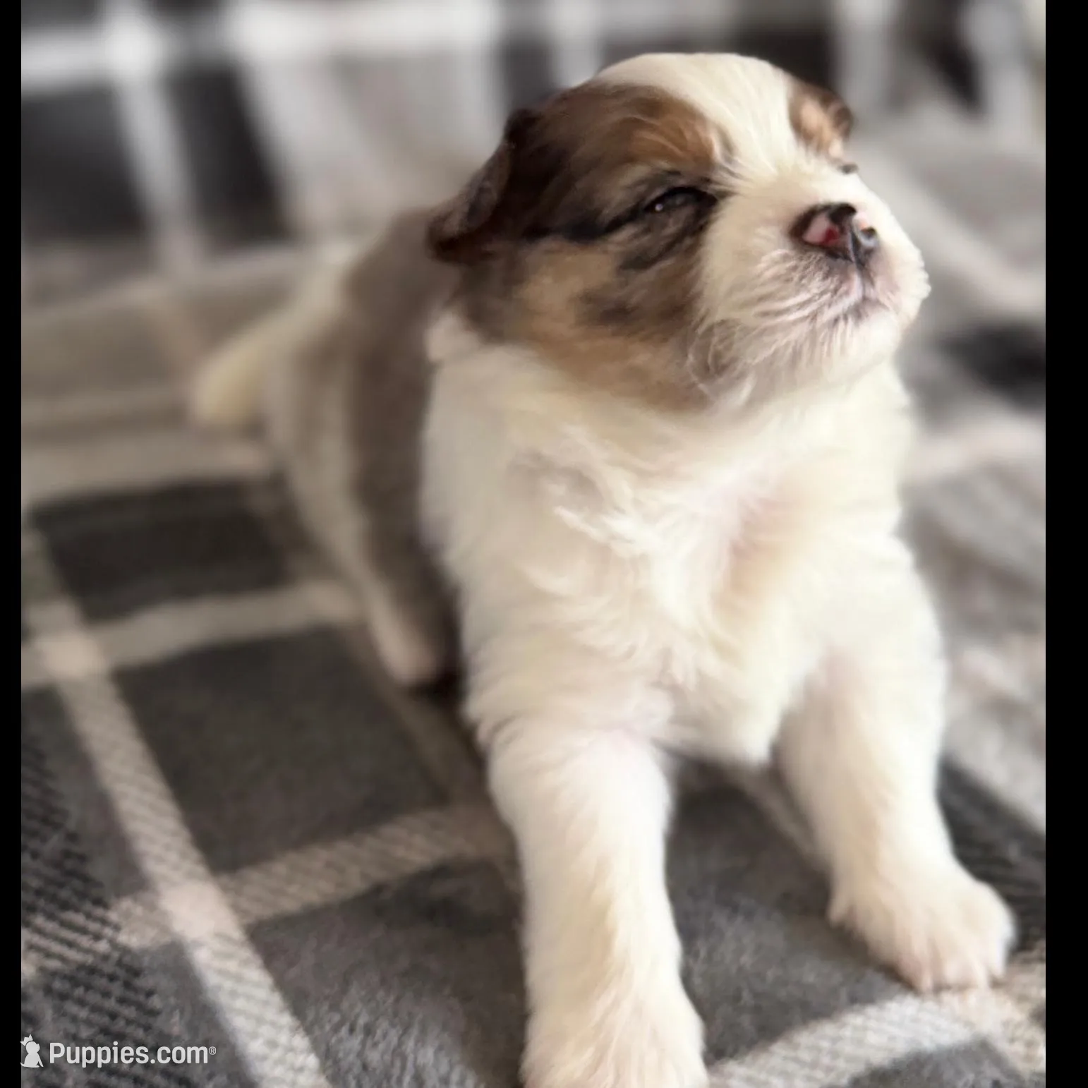 1, a male Pomeranian and Yorkshire Terrier for sale in Port Saint Lucie, FL – Photo 1 of 10