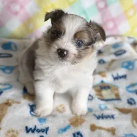 1, a male Pomeranian and Yorkshire Terrier for sale in Port Saint Lucie, FL – Photo 7 of 10