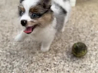 1, a male Pomeranian and Yorkshire Terrier for sale in Port Saint Lucie, FL – Photo 4 of 10