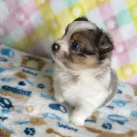 1, a male Pomeranian and Yorkshire Terrier for sale in Port Saint Lucie, FL – Photo 4 of 10