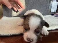 1, a male Yorkshire Terrier for sale in Port Saint Lucie, FL – Photo 5 of 6