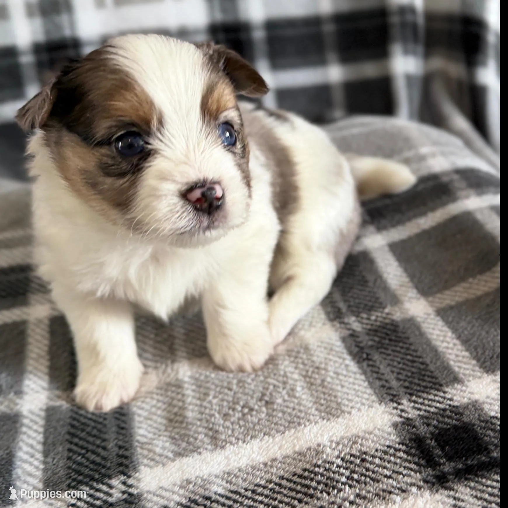 1, a male Pomeranian and Yorkshire Terrier for sale in Port Saint Lucie, FL – Photo 2 of 10