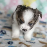 1, a male Pomeranian and Yorkshire Terrier for sale in Port Saint Lucie, FL – Photo 1 of 10